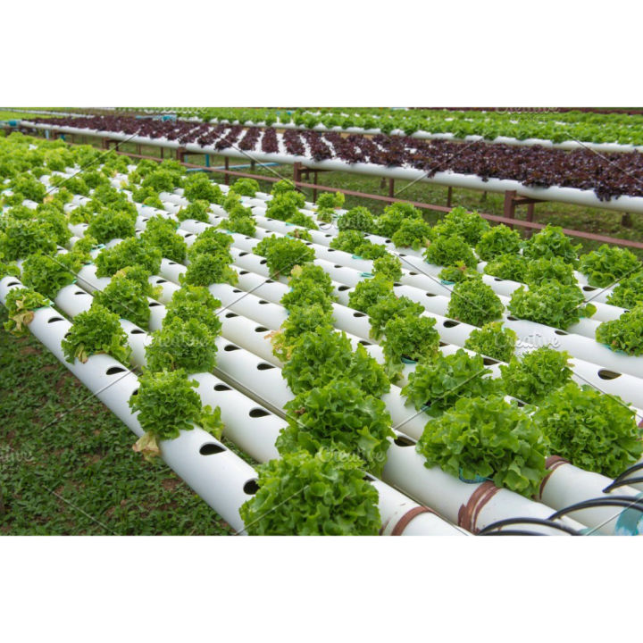 ปุ๋ยไฮโดรโปนิกส์-ใหม่-hydroponic-โตเร็ว-ขนาด-1-ลิตร-2แกลลอน-a-b-ไฮโดรโปนิกส์-ab-ไฮโดรโปนิกส์1