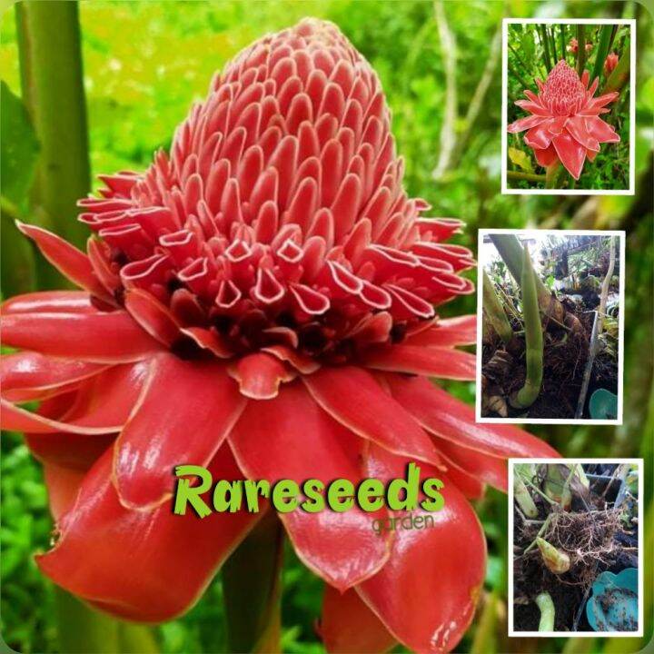 Red Torch ginger shoots Lazada PH
