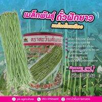 เมล็ดพันธุ์ถั่วเนื้อมังกรหยก เบอร์ 9 ขนาด 500 กรัม