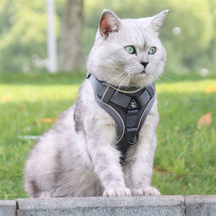 papi-pet-เสื้อกั๊กแมวปรับได้ใหม่ล่าสุด-เสื้อกั๊กเทียมสำหรับแมวอุปกรณ์เสริมสายรัดสุนัขสะท้อนแสง-sphynx-katten