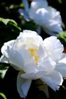 10 เมล็ด เมล็ดโบตั๋น ดอกโบตั๋น ดอกพีโอนี (Peony) สีขาว White Peony ดอกไม้นี้​เป็นสัญลักษณ์ของความมั่งคั่งร่ำรวย ความซื่อสัตย์ อัตราการงอก 70-80%