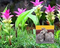 ขายส่ง ต้นพันธุ์ว่านนางคำ Curcuma aromatica สมุนไพรไทย สายพันธุ์แท้ สายพันธุ์โบราณ รับประทานได้ พืชให้สีย้อม ว่านยา ไม้ประดับนามมงคล 500 กรัม