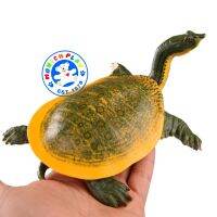 Munich Play - โมเดล Sapping Turtle ตะพาบน้ำ ขนาด 17.00 CM (จากหาดใหญ่)