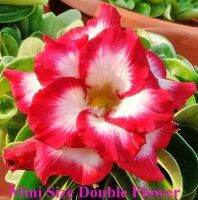 12 เมล็ด เมล็ดพันธุ์ ชวนชม สายพันธุ์ไต้หวัน ดอกซ้อน Adenium seed กุหลาบทะเลทราย Desert Rose ราชินีบอนไซ เปอร์เซ็นต์การงอก 80-90%