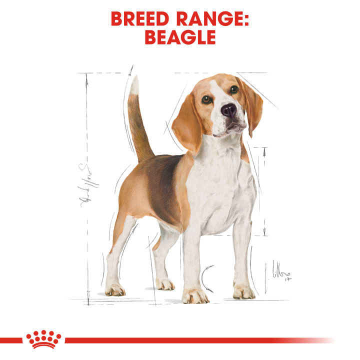 royal-canin-beagle-adult-โรยัล-คานิน-อาหารเม็ดสุนัขโต-พันธุ์บีเกิ้ล-อายุ-12-เดือนขึ้นไป-กดเลือกขนาดได้-dry-dog-food