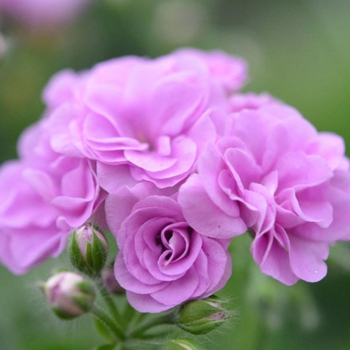 ว้าว-บอนสี-100เมล็ด-เมล็ดพันธุ์-เจอราเนียม-geranium-seeds-พันธุ์ไม้ดอก-เมล็ดดอกไม้-ต้นไม้ฟอกอากาศ-เมล็ดดอกไม้-ไม้ประดับ-พร้อมจัดส่ง-พรรณ-ไม้-น้ำ-พรรณ-ไม้-ทุก-ชนิด-พรรณ-ไม้-น้ำ-สวยงาม-พรรณ-ไม้-มงคล