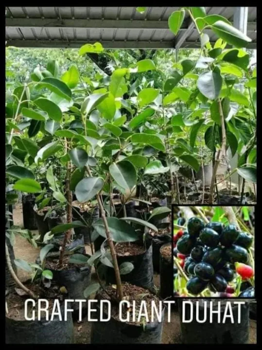 Giant Duhat with FREE plastic pot, and garden soil (Outdoor Plant, Real