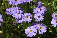 เมล็ดพันธุ์ Garden เดซี่ สวอน ริเวอร์ brachyscome iberidifolia (Swan River Daisy) 1000 เมล็ด เมล็ดพันธุ์ Garden นำเข้าจาก อังกฤษ