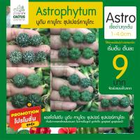 โปรโมชั่น จัดโปร.แอสโตร 9 แอสโตรไฟตัม Astrophytum กระบองเพชร แคคตัส ไม้อวบน้ำ ไม้สวยคัดทุกต้น ราคาถูก  แคคตัส กระบองเพรช ตะบองเพรช ไม้จิ๋ว ไม้ตั้งโต๊ะทำงาน ไม้ประดับ ไม้มงคล ไม้ดอก