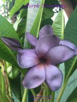 30 เมล็ดพันธุ์ เมล็ด ลั่นทม หรือ ลีลาวดี สายพันธุ์แคระ Frangipani Plumeria Seed นำเข้าจากฮาวาย อัตราการงอก 80-85%