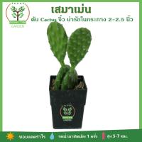 [Cactus] เสมาเม่น โอพันเทีย เสมาหูกระต่าย Cactus ตะบองเพชร ในกระถาง 2-2.5นิ้ว ต้นไม้มินิมอล