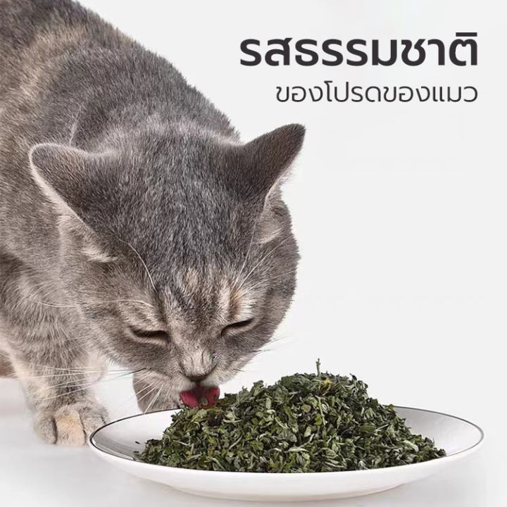 กัญชาแมว-แคทนิป-catnip-หลอดทดลอง-แคทนิป-catnip-สมุนไพรออร์แกนิคสำหรับแมวแบบหลอด-45ml