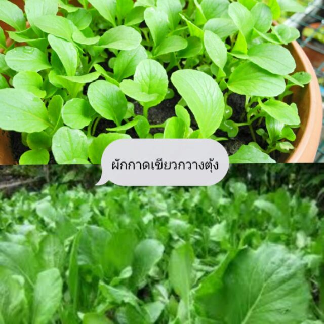 เมล็ดผักกาดเขียวกวางตุ้ง-400-500-เมล็ด-ซื้อ10แถม1-คละได้