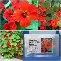 เมล็ดพันธุ์ แนสเทอเทียม สีแดง Empress of India Nasturtium Seed 20 เมล็ด คุณภาพดี ราคาถูก ของแท้