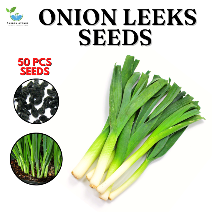 Sulit Pack Dahon Ng Sibuyasbunching Onion 40pcs Seeds Jackou