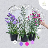 Treeno.9 T374 ดอกมาร์กาเร็ต มี 4 สี (Marguerite) กระถาง 8 นิ้ว สูง 50-70 cm. ดอกไม้กินได้ ดอกสวย สีหวานละมุน ดอกมีความหมายที่ดี