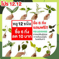 โปร 9.9 ? พลู 12 ชนิด ? (ซื้อ 6 กิ่งลด 10.-) แถมฟรี!! กระบองเพชร ต้นไม้ฟอกอากาศ ต้นไม้ประดับ ต้นไม้ในร่ม พลูด่าง พลูหินอ่อน พลูบราซิล