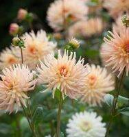 1 เหง้า/ชุุด รักเร่ Dahlia Bulb สายพันธุ์ Henriette หัวรักเร่ ดอกไม้ หัวหน่อ เหง้า นำเข้า เนเธอร์แลน หัวสดใหม่