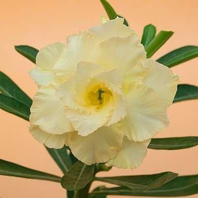 10-เมล็ด-เมล็ดพันธุ์-ชวนชม-สายพันธุ์ไต้หวัน-สีเหลือง-adenium-seed-กุหลาบทะเลทราย-desert-rose-ราชินีบอนไซ-มีคู่มือปลูก-นำเข้าจากไต้หวัน