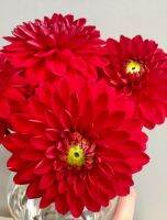 รักเร่ Dahlia Bulb สายพันธุ์ Red Carpet Border 1 หัว/ออเดอร์ หัวรักเร่ ดอกไม้ หัวหน่อ เหง้า นำเข้า เนเธอร์แลน หัวสดใหม่