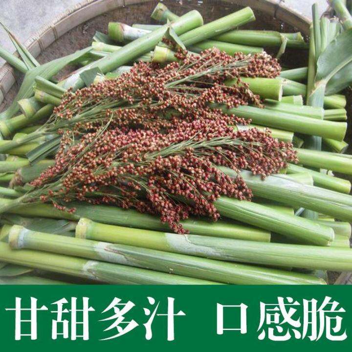 Sugarcane seeds, sweet seeds, more juice, northern small