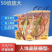 50 times the human skin tissue structure of anatomical model of medical cosmetic surgery three-dimensional skin model