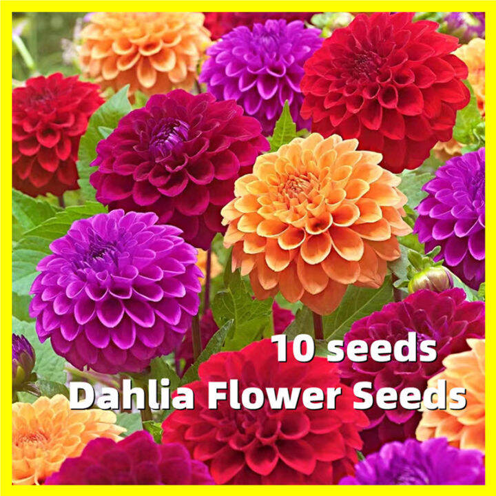 Dahlia Flower Seeds 10 Seeds Mixed Multi Petals Dahlia Seeds for Sale