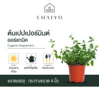 ต้นเปปเปอร์มินต์ ออร์แกนิค Organic  PEPPERMINT กระถาง 4 นิ้ว