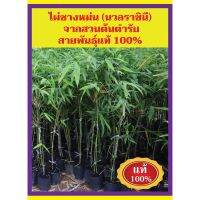 ( PRO+++ ) โปรแน่น.. ต้นไผ่ซางหม่น (ไผ่นวลราชินี) พันธุ์แท้คัดสายตรงอุตรดิตถ์  แบบกิ่งตอน เพาะนานรากเยอะ ลำตรง หน่ออร่อย ตลาดต้องการสูง ราคาสุดคุ้ม พรรณ ไม้ น้ำ พรรณ ไม้ ทุก ชนิด พรรณ ไม้ น้ำ สวยงาม พรรณ ไม้ มงคล