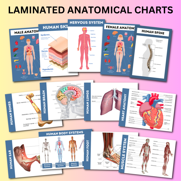 Human Anatomy, Anatomical Charts, Internal Organs Charts, Science