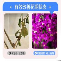 ] Bougainvillea ในครัวเรือนกระตุ้นให้ปุ๋ยพิเศษดอกปุ๋ยผสมปุ๋ยดอกไม้ [ ของเหลวปุ๋ย