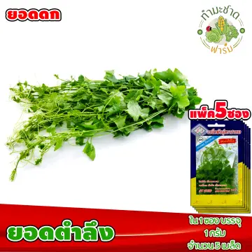 เมล็ดผักตำลึง ราคาถูก ซื้อออนไลน์ที่ - ก.ค. 2023 | Lazada.co.th เมล็ดผักตำลึง ราคาถูก ซื้อออนไลน์ที่ - ก.ค. 2023 | Lazada.Co.Th