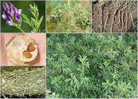 ขายส่ง 1 กิโลกรัม เมล็ดหญ้าอัลฟาฟ่า Alfalfa พืชตระกูลถั่ว ราชินีแห่งพืชอาหารสัตว์ ราชาแห่งอาหารทั้งมวล บิดาของอาหารทุกชนิดหญ้า