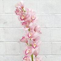 30 เมล็ดพันธุ์ เมล็ดกล้วยไม้ กล้วยไม้ ซิมบิเดียม (Cymbidium Orchids) Orchid flower Seed อัตราการงอก 80-85%