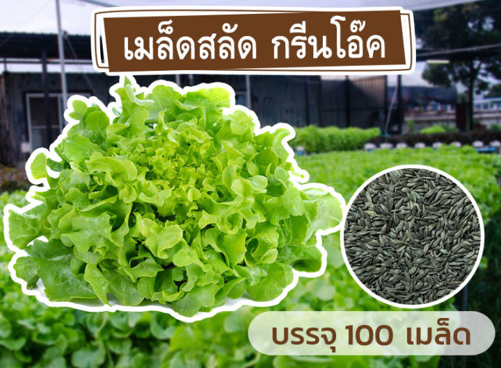 ชุดรวมเมล็ด-ผักสลัด-4-ชนิด-รวมกว่า-400-เมล็ด-เมล็ดใหม่-อัตราการงอกสูง