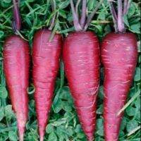 เมล็ดพันธุ์ แครอทสีม่วง (Cosmic Purple Carrot Seed) 300 เมล็ด คุณภาพดี ราคาถูก ของแท้