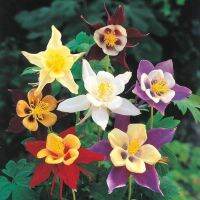 เมล็ดพันธุ์ โคลัมไบน์ aquilegia vulgaris var. stellata columbine barlow 50 เมล็ด เมล็ดพันธุ์นำเข้าจากอังกฤษ Seed