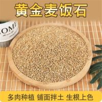 [COD] Succulent golden soft wheat rice stone multi-flowered native flower planting soil pavement granular