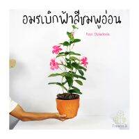 Treeno.9  T247 อมรเบิกฟ้าดอกสีชมพู (Mandevilla)  กระถาง 8 นิ้ว ดอกสวย อยู่ได้นาน ไม้เลื้อย พุุ่มใหญ่ ความรุ่งเรือง สีสันสดใส