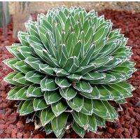 ( Promotion+++) คุ้มที่สุด (shijx)Agave victoriae-reginae /อกาเว่ วิคตอเรีย-เรจิน่า ไม้อวบน้ำ Succulents (ไลทอป Lithops แคคตัส)10-12cm ราคาดี พรรณ ไม้ น้ำ พรรณ ไม้ ทุก ชนิด พรรณ ไม้ น้ำ สวยงาม พรรณ ไม้ มงคล