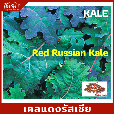 เมล็ดพันธุ์ ผักเคล เคลรัสเซียสีแดง,เคล ลาชินาโต [เคลไดโนเสาร์], เคล ไซบีเรียน, เคลใบหยิก, ซองละ70เมล็ด, เมล็ดพันธุ์ ผักสวนครัว Organic ปลูกผัก ปลอดภัย [Super Food] จาก ปันกันOrganicFarm [Red Russian Kale, Lacinato Kale, Siberian Kale, Dwarf Blue Curled]
