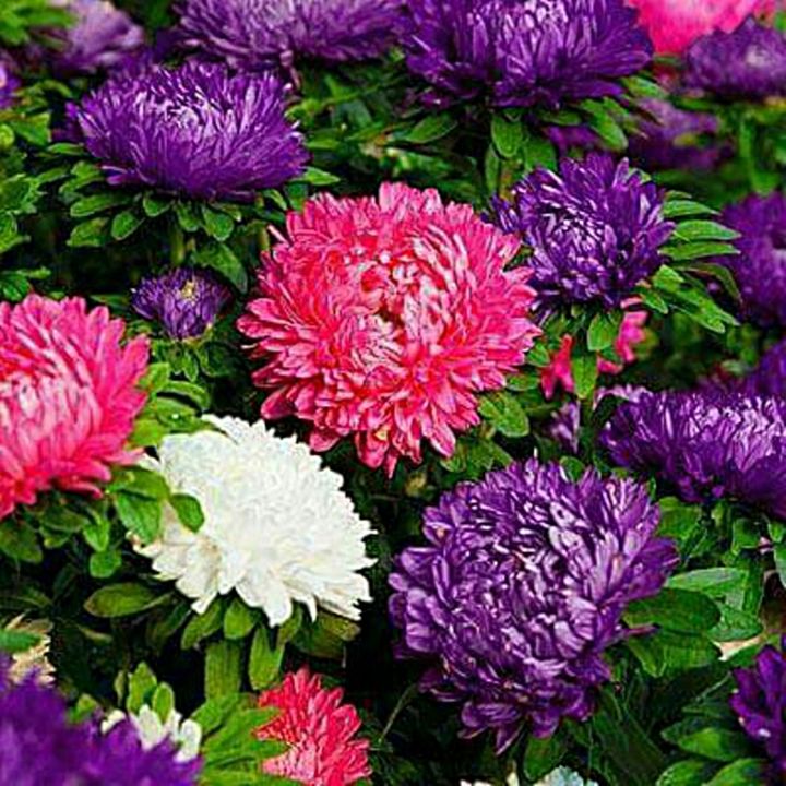 ขายส่ง-100-เมล็ด-เมล็ดเบญจมาศ-chrysanthemum-ดอกมัม-ดอกไม้มงคลแห่งเอเซีย-เมล็ดพันธุ์นำเข้า-ไม้ตัดดอก-ดอกไม้-จัดสวน-ไม้ดอกไม้ประดับ-พืชจัดสวน