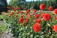 1 เหง้า/ชุุด รักเร่ Dahlia Bulb สายพันธุ์ Lollipop หัวรักเร่ ดอกไม้ ดอกรักเร่ เหง้า นำเข้า ยุโรป หัวสดใหม่ ผ่านการแช่เย็นแล้ว