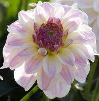 1 หัว/ออเดอร์ รักเร่ Dahlia rhizome สายพันธุ์ Monet หัวรักเร่ ดอกไม้ หัวหน่อ เหง้า นำเข้า เนเธอร์แลน หัวสดใหม่