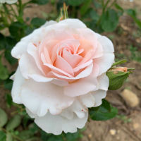 20 เมล็ด กุหลาบ นำเข้า Renaissance Rose Seeds สายพันธุ์ Amy ดอกไม้สีส้มโอรส