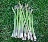 Mary Washington Asparagus (50-70 seeds) หน่อไม้ฝรั่งเมรี่ วอชิงตัน (50-70 เมล็ด)