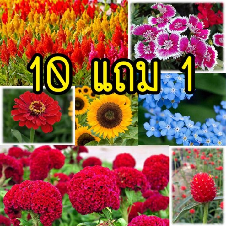เมล็ดดอกไม้-บรรจุซองซิป-ซื้อ-10-แถม-1-คละได้