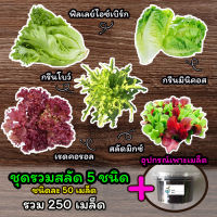 เมล็ดสลัด 5 ชนิด ? พร้อมอุปกรณ์เพาะเมล็ดทั้ง 5 ชนิด ? ผักสลัด เมล็ดผักสลัด เมล็ดพันธุ์ผักสลัด ไฮโดรโปนิกส์ รวม 250 เมล็ด