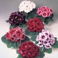 25 Plant Seeds เมล็ดพันธุ์ เมล็ด กุหลาบนางฟ้า Gloxinia Seeds อัตราการงอกของเมล็ด 80-85%