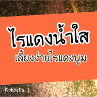 KPK ไรแดงน้ำใส อาหารไรแดงน้ำใส(ฟรี พันธุ์ ไรแดง 2 ถุง) เลี้ยงง่ายใช้ได้จริงไม่มโน (350 มล.)